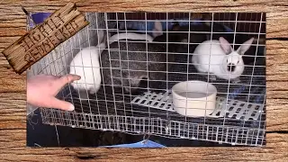 Getting Rabbits to Butcher Weight by 8 Weeks: The SR Rabbit Update 1-31-17