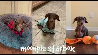 Chapter 6:  Moonpie Starbox Tik Tok Compilation