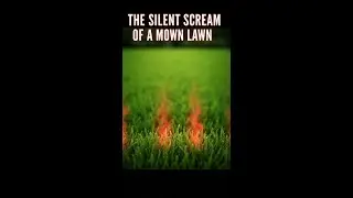 The Silent Scream of a Mown Lawn