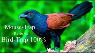 MOUSE-TRAP RE-DO AS BIRD-TRAP 100% #Hunter life and daily life #FullMV #Shorts