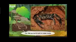 L2 076 Meet the Animals 76 Scorpion