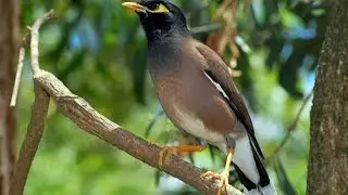 Beautiful Sturnidae/Shalik Bird of Bangladesh/ বাংলাদেশী শালিক পাখি