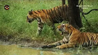 T124 Aka Riddhi And Cubs | Riddhi Fought With Her Daughter | 7th October 2025| Zone 3 | Ranthambore