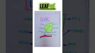 Parts of a leaf diagram || Stem-and-Leaf Diagram || Parts of a Leaf #shorts #shortsfeed #ytshorts