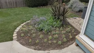 Planting 3 Powerhouse Flowers That Thrive in Full Sun Transforming Our Garden with Color & Strength