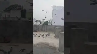 can you count the numbers of pigeons 🤯🤯