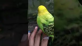#funnyshorts #lovebird #birds #nature # birdlover#funnyshort#viralshort#funnysvideo