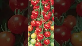 New Tomato Tree Planting Methods Tomatos #garden #fruits #nature