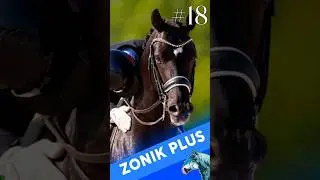 Ele VAI SER o MELHOR DO MUNDO! (ZONIK PLUS) #shorts #fy #fyp #viral #cavalo #dressage #hipismo