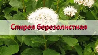 Спирея березолистная 🌿 Обзор: посадка и уход. саженцы спиреи : описание и особенности