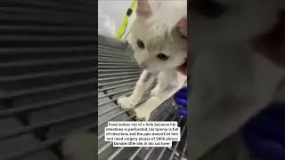 cat lover, animal lover atleast donate little money you have to help this soul get treated 🔗🙏