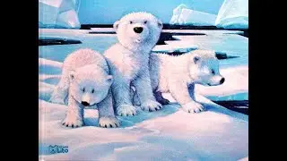 Aventure sur la banquise