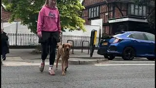 How to Teach Your Dog Recall | Duke&rsquo;s Day 3 Residential Training