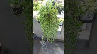 #turtlevine #hanging #plant #growfromcuttings #easytogrow #terracegardening