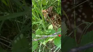 👍 if you love nature!! #beautiful #nature #baby #animals