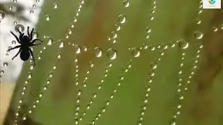 What A Beautiful Dewy Spider Web! ||Winter Morning Vibes|| #nature#winter#spider#viralvideos#status