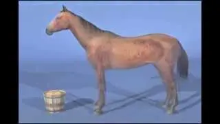 [Biology] 3D Horse Digestion Guide (cut)