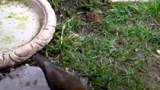 Dama lijster