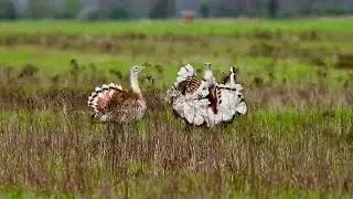 Kampf der Gro&szlig;trappen - Ungarn - Wildlife - freie Wildbahn