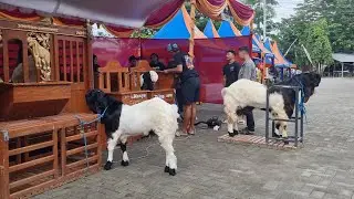 Perdana! kontes kambing kaligesing di rembang | Minggu 25 Januari 2026