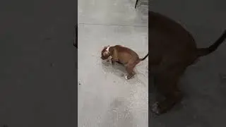 Cute Puppy Poops
