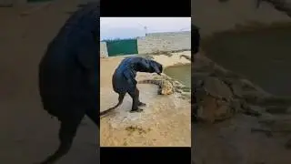 This Happened When a Man Tried to Scare a Crocodile with Costume 😂😂 #shorts #prank #animals