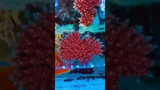 #reefcommunity #spscorals #reeftank #spscoral #reefbuilders #coralreeftank  