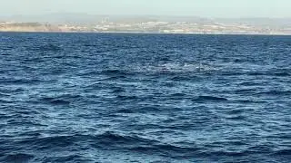 Humpback Whale doing  Peduncle Throws