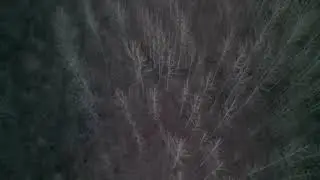 Tree Rows