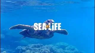 🫧Minnesota SEA🫧LIFE Aquarium Mall Of America Underwater Experience🫧
