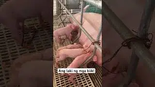 #largewhite #farmlife #pigindustry #chickenbroiler #piggerybusiness #poultryfarming