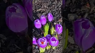 Spring Waltz #crocus #portree #scotland