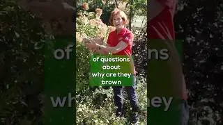 Почему листья моей гортензии становятся коричневыми? | Диагностика растений для садоводов