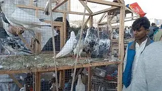 multan kabootar mandi