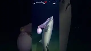 Being eaten. Started strangling its attacker. #deepsea #fightback #AI