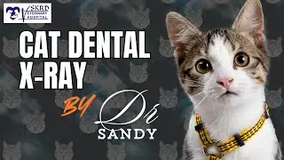#32 Feline Oral Health/Importance of Cantal X-Rays/cat tooth extraction/Dental Scaling by Dr Sandy
