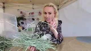 How Much Hay to Feed Your Guinea Pig
