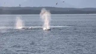 Juneau Whale Watching and Wildlife Quest