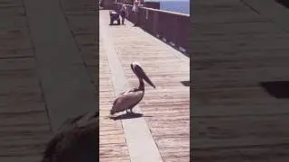 pelican attacks kid and then this happened...