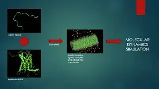 Mechanism of Interaction Between Apelin G-Protein Coupled Receptor and Endogenous