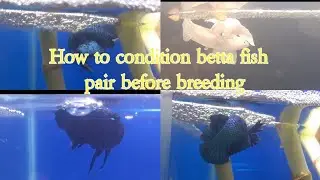 How to condition betta fish pair before breeding.//fighter fish//Aquarium Adventures.