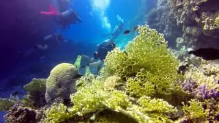 Marsa Alam - Shaab Samadai