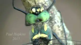 Macromia splendens HQ