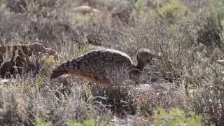 Call of the Karoo Koraan