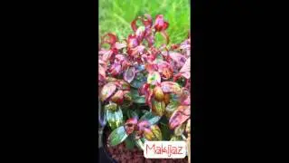 Leucothoe Makijaz