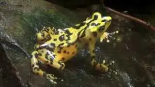 Panamanian Golden Frog - Atelopus varius zeteki