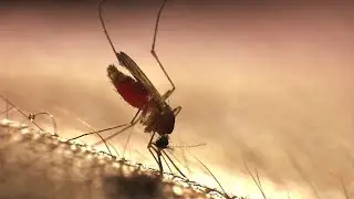 Protecting yourself against malaria | Consumer Reports