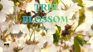 Tree Blossom & Birds - Peaceful Countryside Nature Sounds - background calm 2 Hours 4K