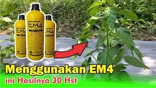Hasil Pemberian EM4 Pada Tanaman Cabe