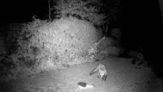 Fox Cam 31 07 2021 0